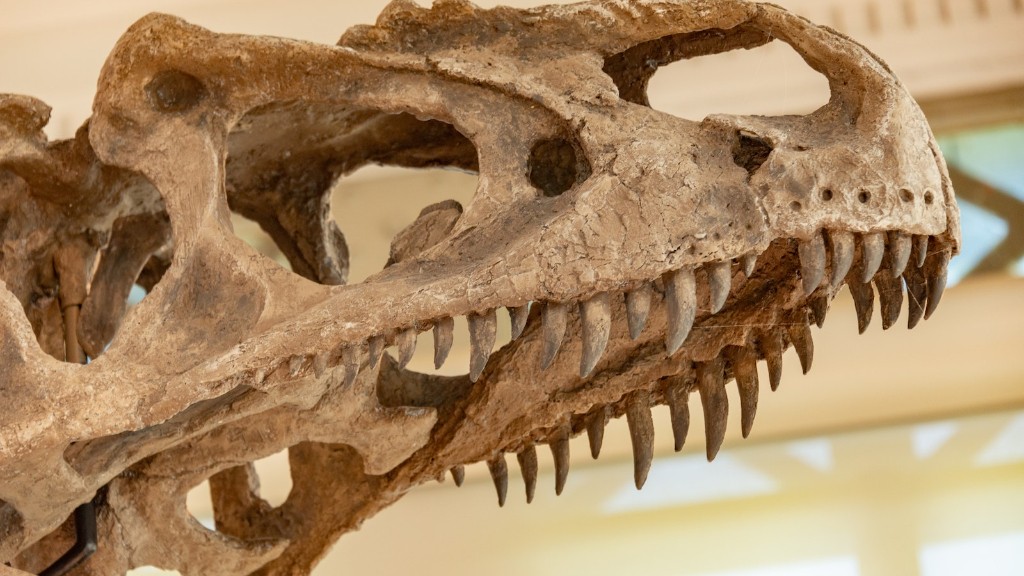 What Do Dinosaur Bones Look Like